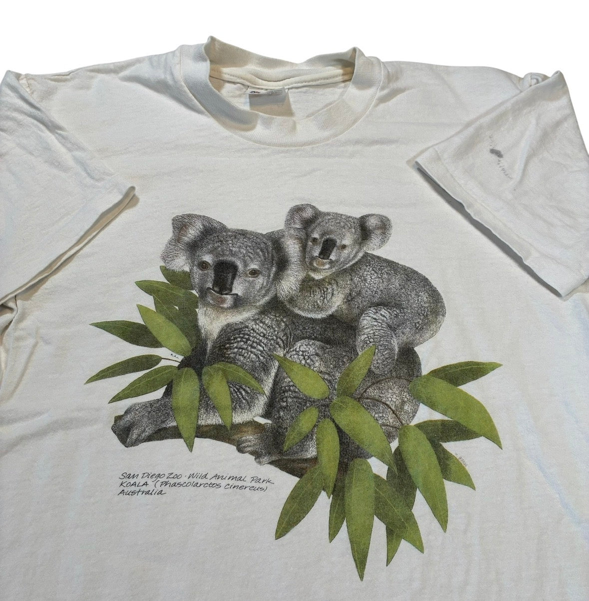 Koala bear T-shirt size medium  ￼