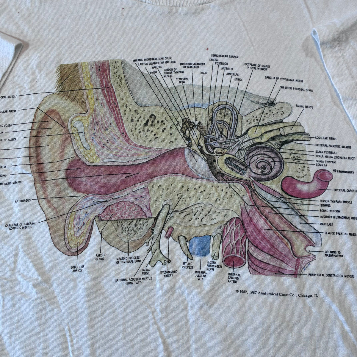 Anatomy ear T-shirt size large ￼