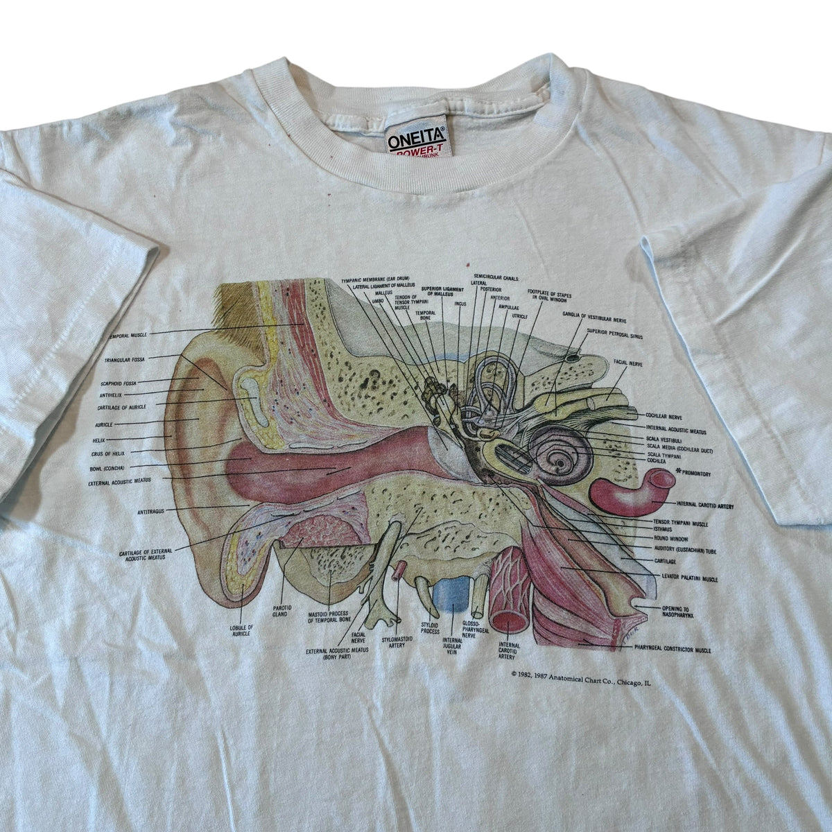 Anatomy ear T-shirt size large ￼