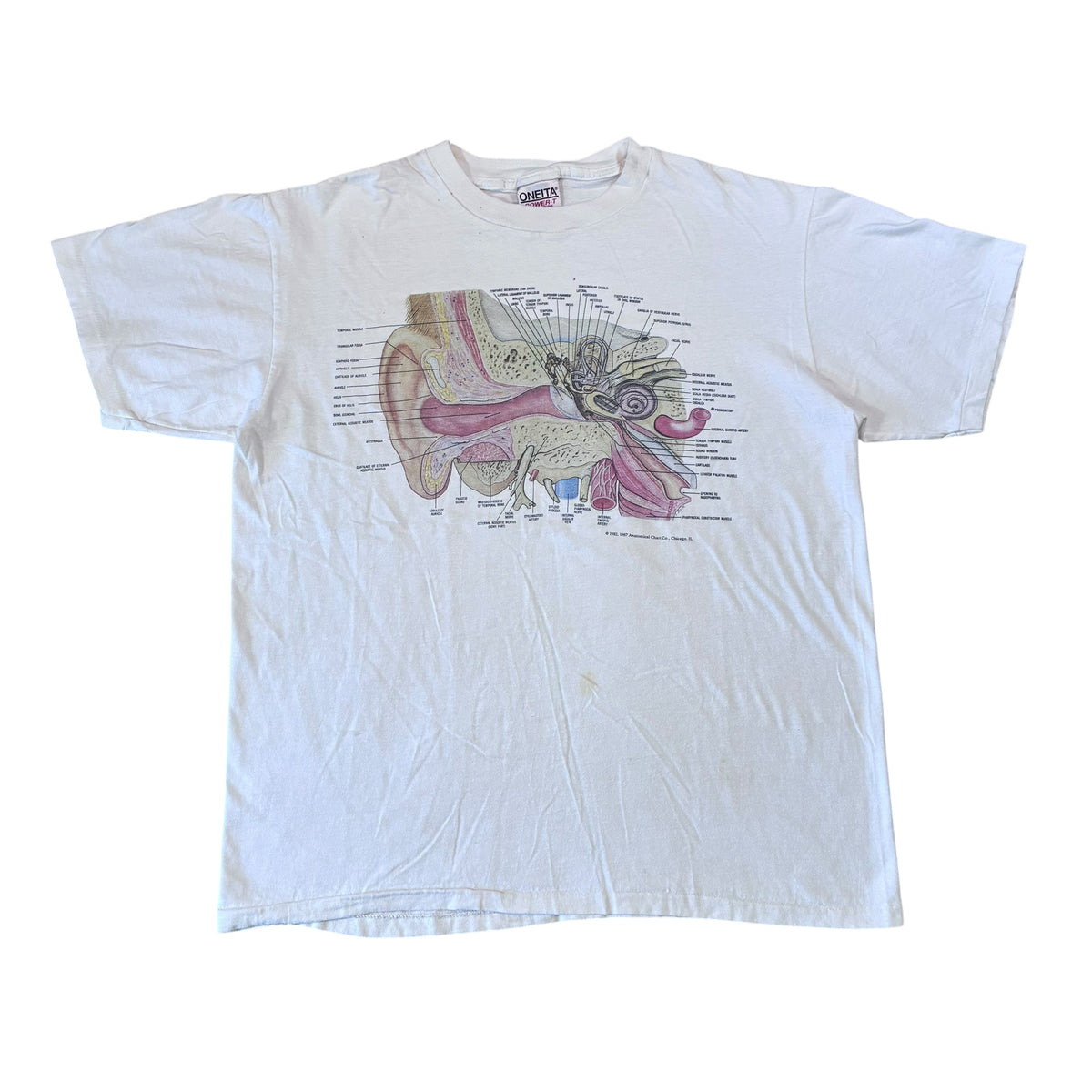 Anatomy ear T-shirt size large ￼